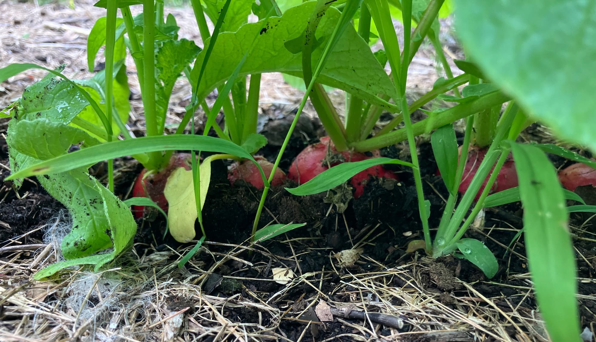 Seeding Arugula, Radishes, and Kale