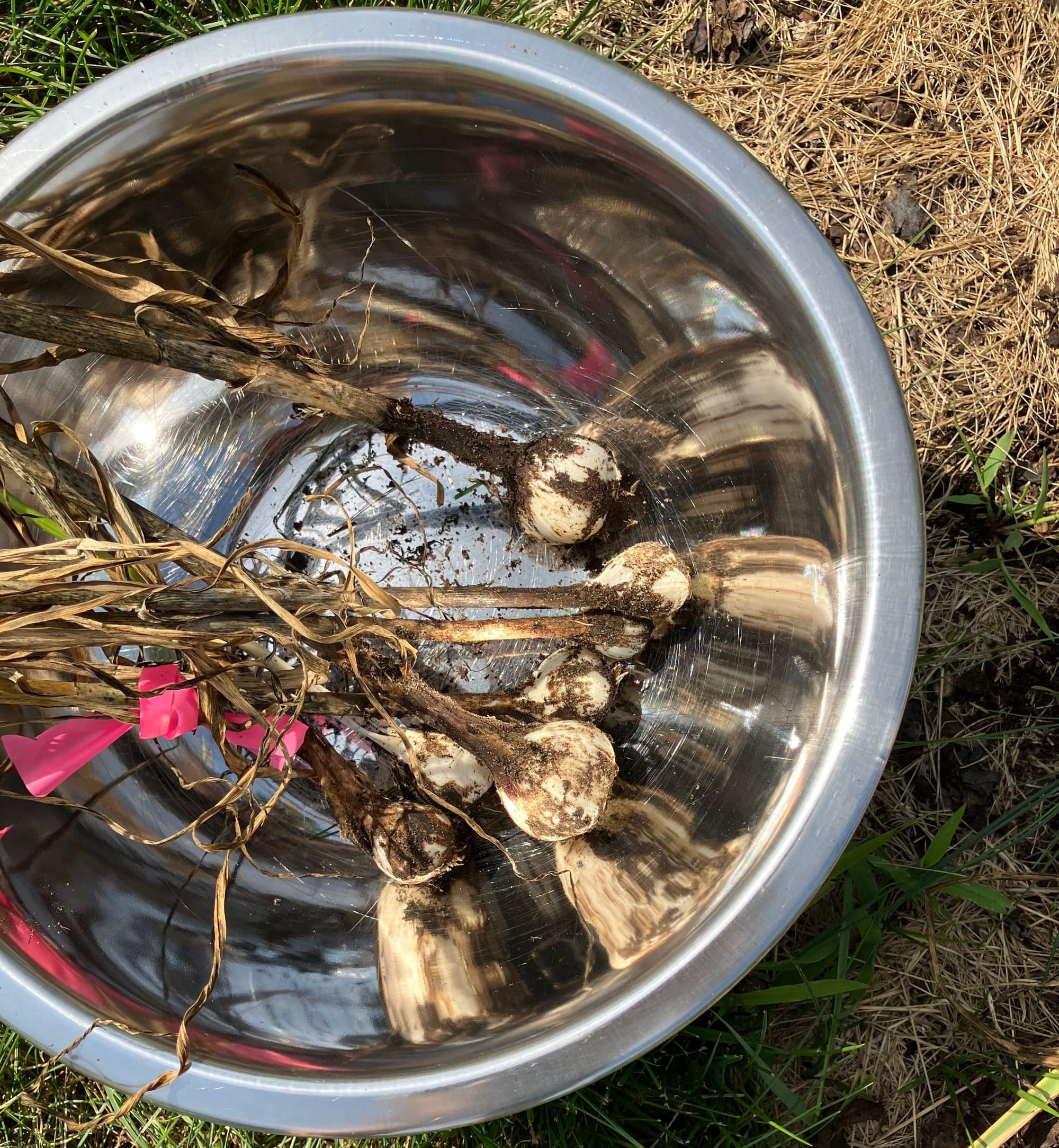 Succession: Garlic and Cucumbers